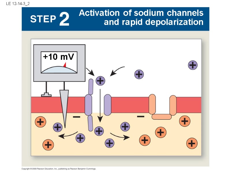 LE 12-14-3_2 +10 mV Activation of sodium channels and rapid depolarization
